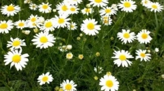 Травматин для кішок: як застосувати препарат